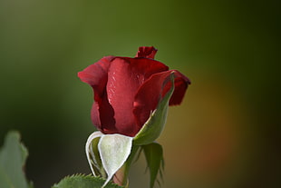 selective focus photography of red rose HD wallpaper