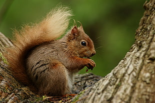 photography of squirrel HD wallpaper