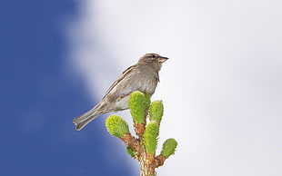 photography of gray bird on green leaf plant with blue sky as background