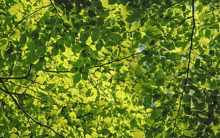 green leafed tree HD wallpaper