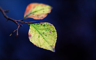 green leaf in shallow focus photography