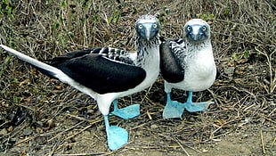 two white-and-black birds, Blue-footed boobies, birds, animals