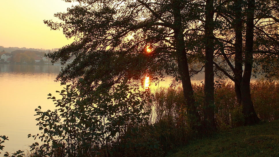 green leaf trees, landscape HD wallpaper