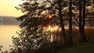 green leaf trees, landscape