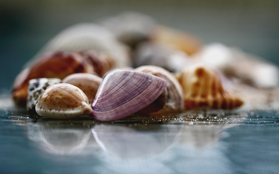 shallow photography on purple and brown shells HD wallpaper