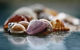 shallow photography on purple and brown shells