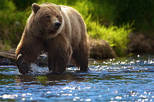 brown bear, animals, bears, river HD wallpaper