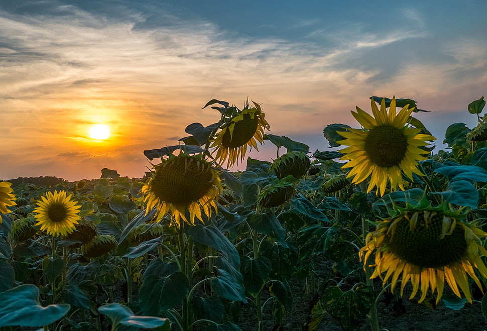 sunflower during sunset HD wallpaper