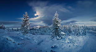 snow covered trees, landscape, nature, forest, winter