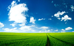 landscape photo of a green field under cloudy sky