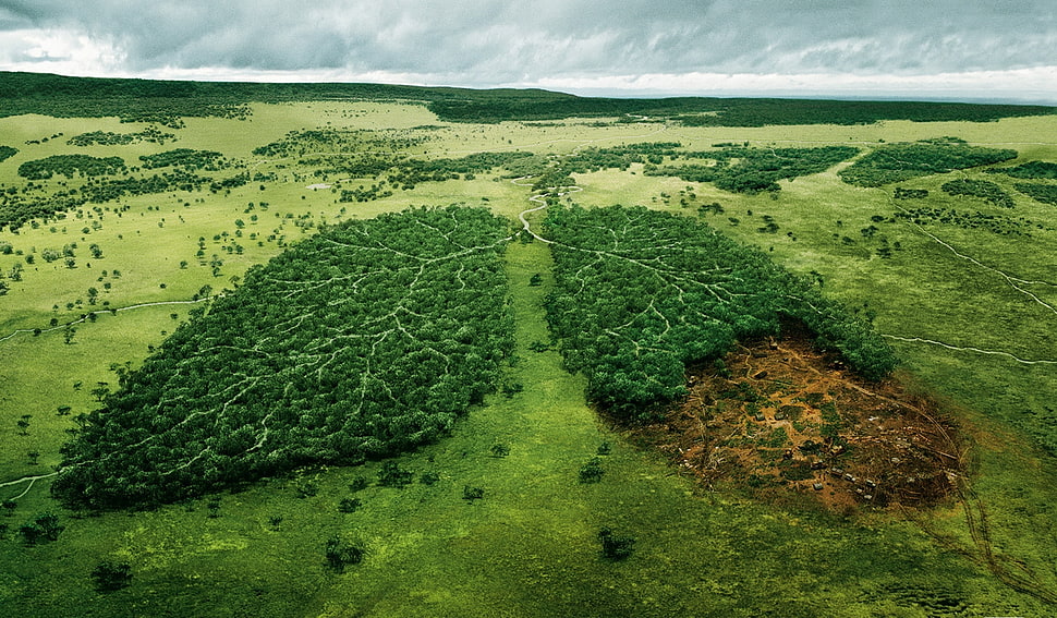 green tree field HD wallpaper