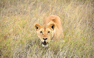 photo of brown lioness