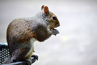 squirrel holding nut HD wallpaper