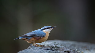 selective focus photo of blue and brown bird