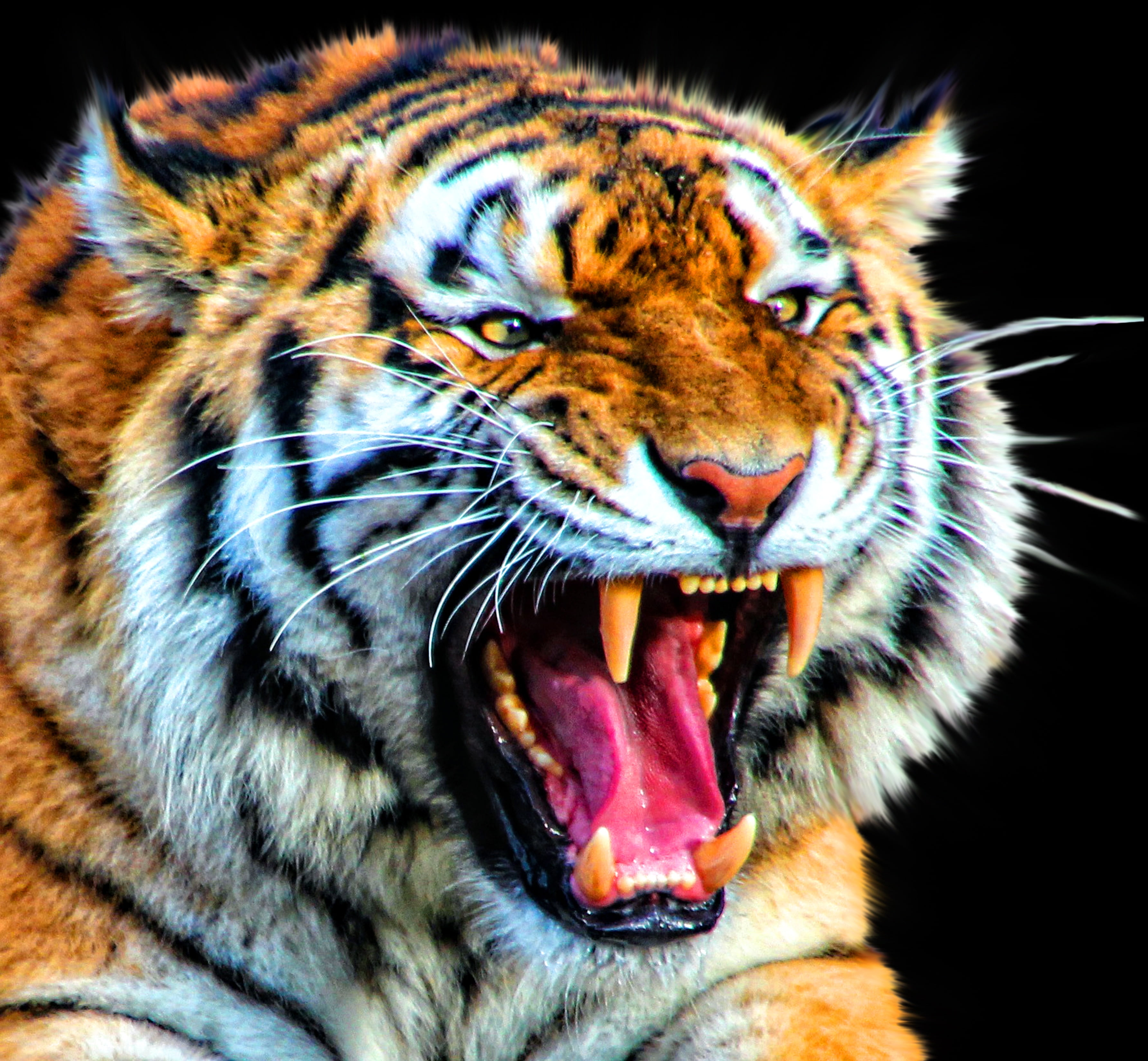 brown tiger in black background