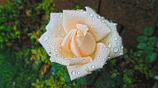 white and orange rose with water droplets
