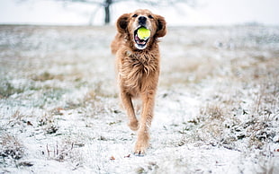 running dog with tennis ball during daytime HD wallpaper