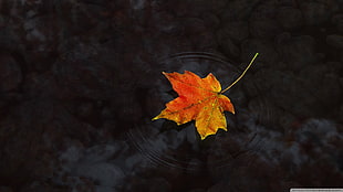 orange maple leaf, nature