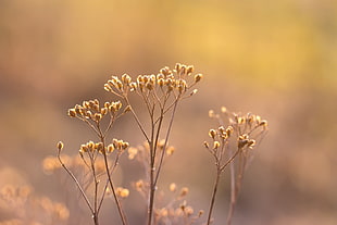 selective photography of brown flowers