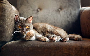 gray and brown cat laying on gray padded armchair