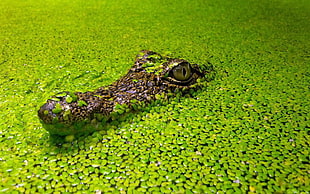 green and black fish lure, animals, reptiles, nature, green HD wallpaper
