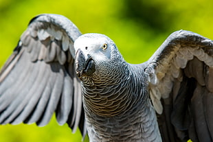 selective focus photo of African Grey Parrot HD wallpaper