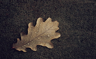 close up photo of dry leaf with water droplets