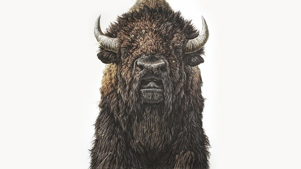 Bison, George Boorujy, buffalo, illustration, animals HD wallpaper |  Wallpaper Flare