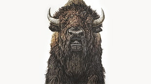 bison, George Boorujy, buffalo, illustration, animals