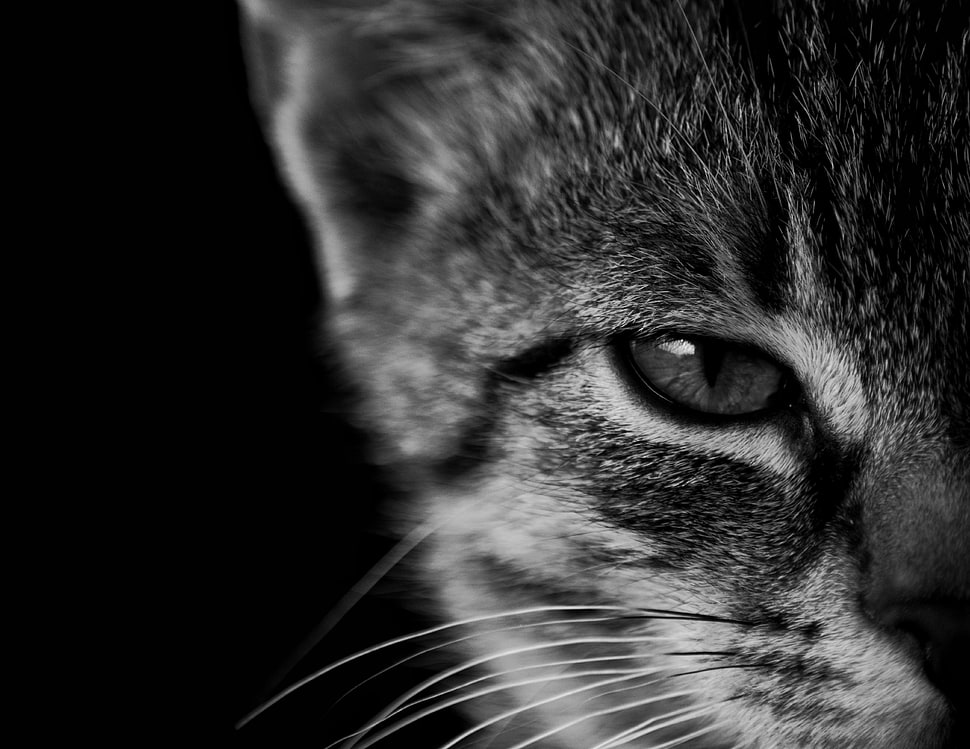 brown tabby cat, cat, monochrome, animals, kittens HD wallpaper