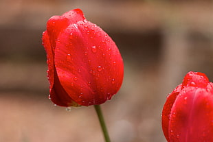red flower with water drops, tulips