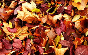 brown and red dry leaves HD wallpaper