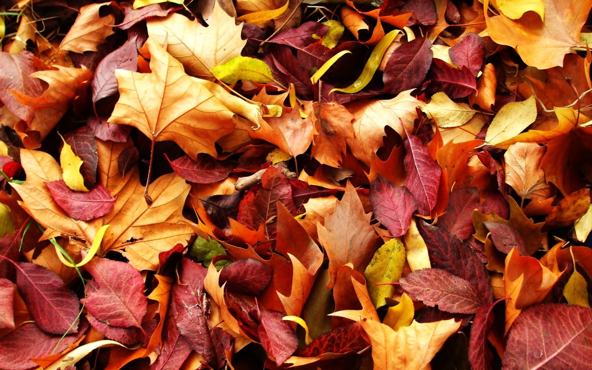 Brown and red dry leaves HD wallpaper | Wallpaper Flare