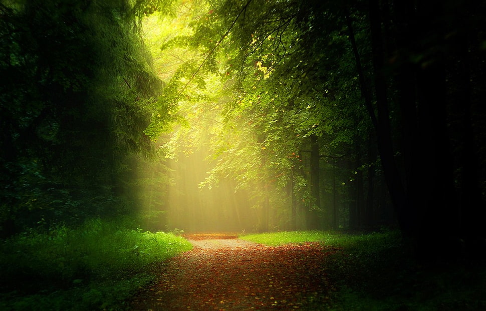 green forest painting wall art decor HD wallpaper