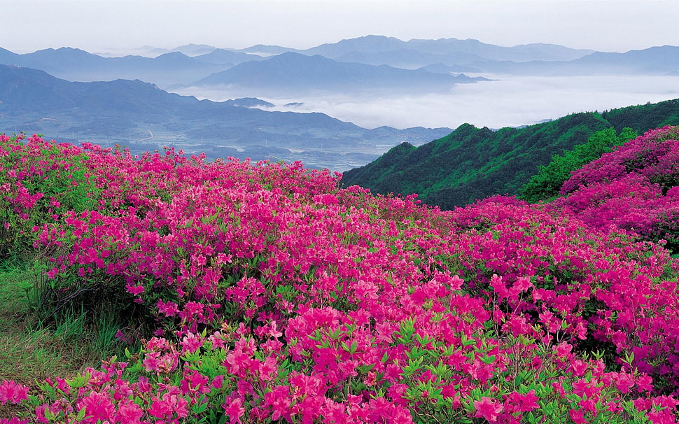 pink Azalea flower field during daytime HD wallpaper