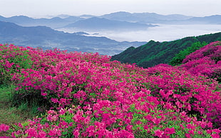pink Azalea flower field during daytime