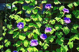 purple petaled flowers on focus photo