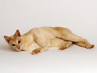 brown coated cat lying on white surface