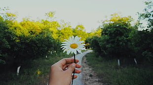 daisy flower, Daisy, Hand, Flower