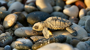 gray turtle, turtle, baby animals, animals