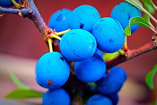 round blue fruits, sloe berries HD wallpaper