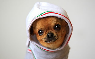 tan smooth Chihuahua wearing white hoodie