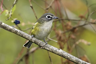 closeup photography of small bird perching on tree branch during daytime, blue-headed vireo