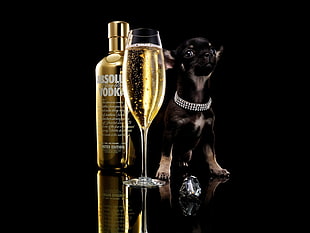 Absolute Vodka beside of black puppy and black and silver smooth Chihuahua
