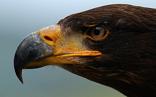 brown falcon, eagle, animals, birds