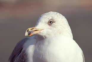 herring gull HD wallpaper