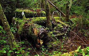 moss-covered classic car inside forest