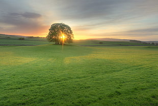 green tree in grass field during daytime HD wallpaper