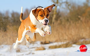 tan and white American pit bull terrier jumping photography of snowfield