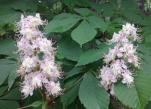 shallow focus photo of pink and white flowers surrounded with green leaves